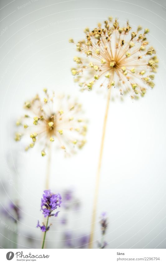 Lavender and ornamental garlic l all over the place Summer Plant Blossom Blossoming Faded To dry up Growth Near Colour photo Exterior shot Neutral Background