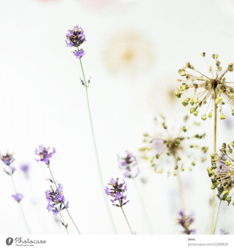 what does it matter Plant Lavender Blossoming Faded Exceptional Simple Passion Transience Bright Upward ornamental garlic Colour photo Exterior shot Deserted