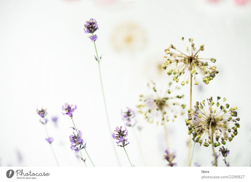 Mixture of lavender and ornamental garlic Plant Summer Blossom Blossoming Growth Effort Lavender Colour photo Deserted Copy Space left Copy Space right