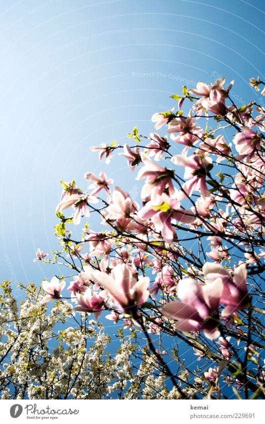 Bloom in competition Environment Nature Plant Sky Cloudless sky Sunlight Spring Summer Climate Beautiful weather Warmth Tree Blossom Foliage plant Wild plant