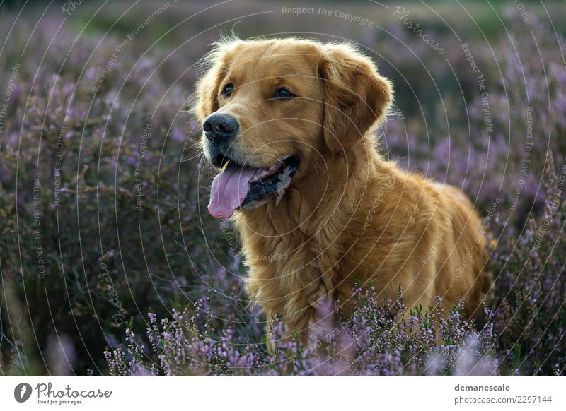 Golden Retriever in blooming heath. Harmonious Contentment To go for a walk Freedom Summer Nature Landscape Plant Animal Beautiful weather Flower Bushes Blossom