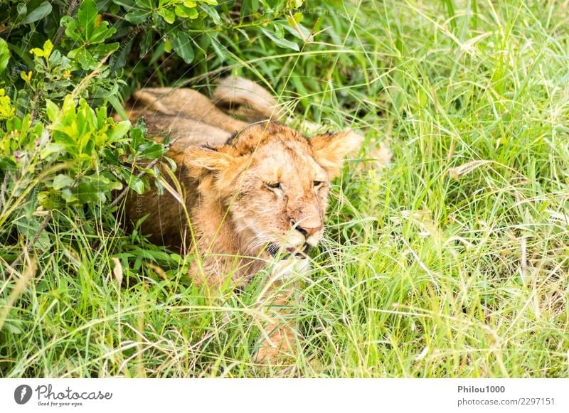 Young lion hidden in the scrub Safari Baby Man Adults Mother Group Nature Animal Virgin forest Fur coat Cat Small Natural Wild Dangerous Africa Kenya Masai Mara