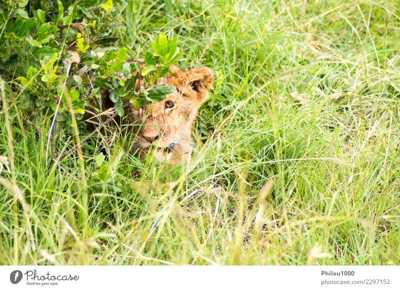 Young lion hidden in the scrub Safari Baby Man Adults Mother Group Nature Animal Virgin forest Fur coat Cat Small Natural Wild Dangerous Africa Kenya Masai Mara