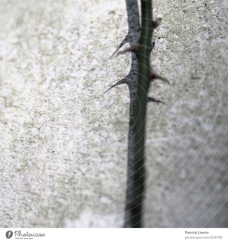 peaky Nature Plant Point Thorny Rose Stalk Wall (building) Gray Growth Caution Thin Long Wall (barrier) Concrete Colour photo Subdued colour Exterior shot