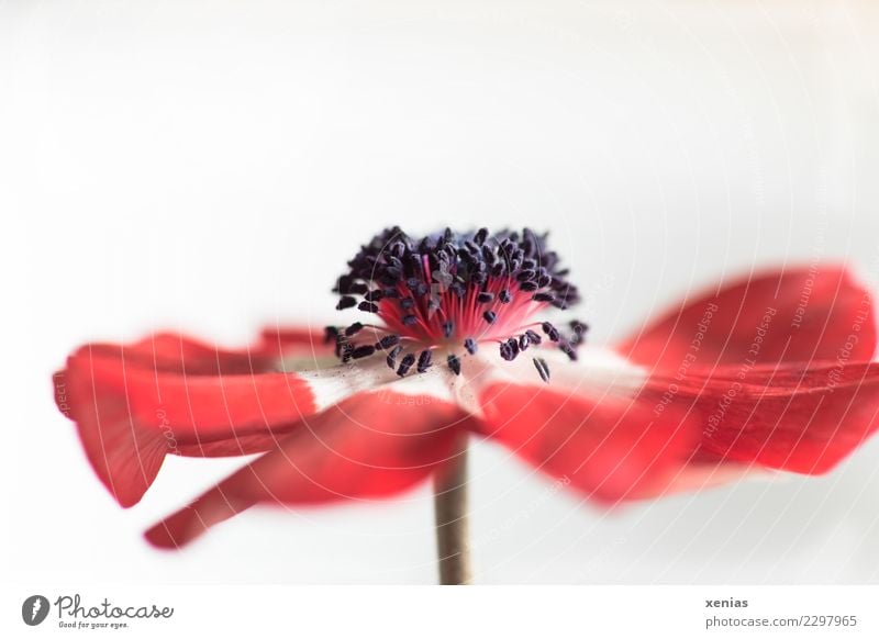 red anemone Spring Flower Blossom Anemone Crowfoot plants Herbaceous plants Blossom leave Stalk Stamen Soft Red Black White Elegant Vulnerable Colour photo