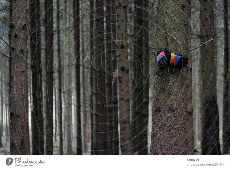 dreariness Environment Nature Plant Winter Bad weather Tree Forest Clothing Gloves Stripe Gloomy Blue Yellow Red Loneliness Doomed Colour photo Multicoloured