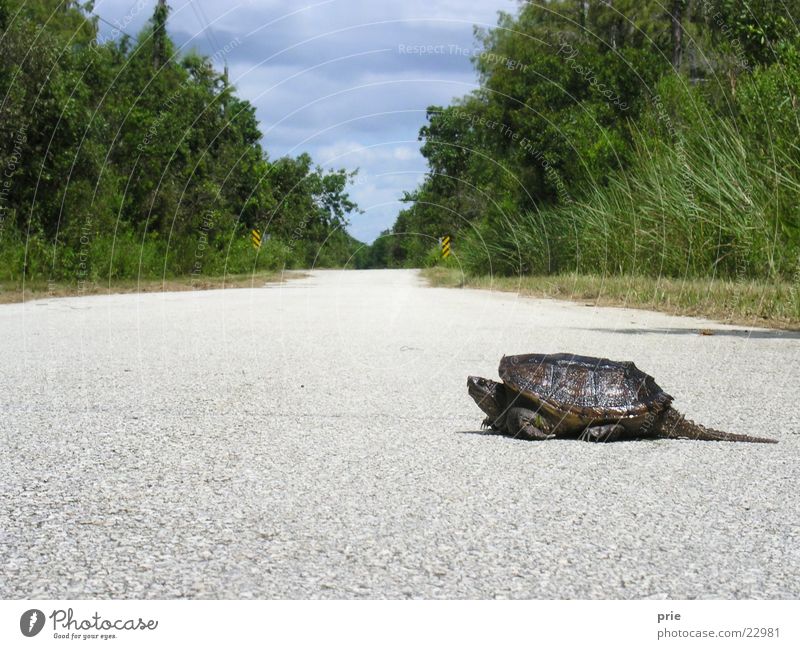 This may take some time Long Slowly Crawl turtle Street Lanes & trails