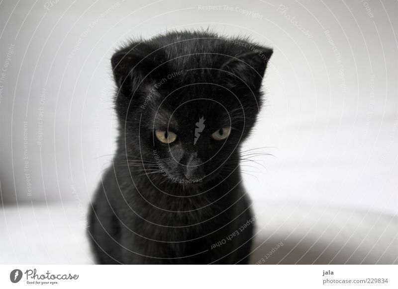 My little black cat. Animal Pet Cat Animal face Pelt 1 Baby animal Small Black White Colour photo Interior shot Deserted Copy Space left Copy Space right