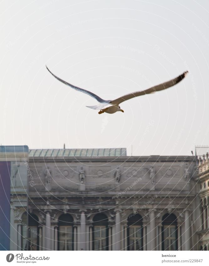 Birdy Seagull Flying Flight of the birds Venice Italy St. Marks Square Wing Vantage point Search Looking Wind Power Force Arch Tourist Attraction Copy Space top