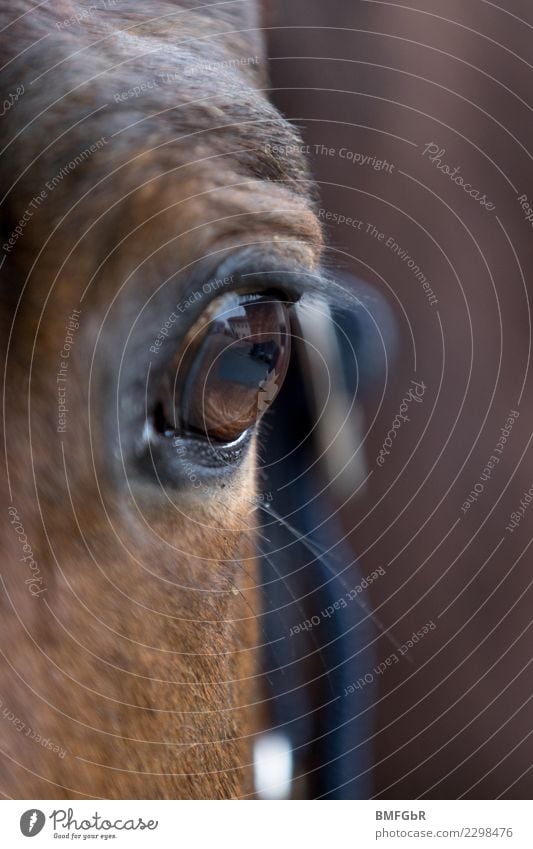 Mirror of the horse soul Sports Equestrian sports Ride Animal Pet Farm animal Horse Horse's eyes Eyes Eyelash 1 Observe Looking Authentic Glittering Brown