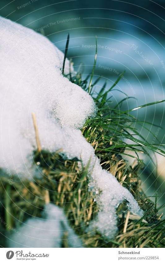 Winter vs. Spring Environment Nature Plant Ice Frost Snow Grass Foliage plant Cold Natural Green White Calm Seasons Growth Thaw Melt Exchange Colour photo