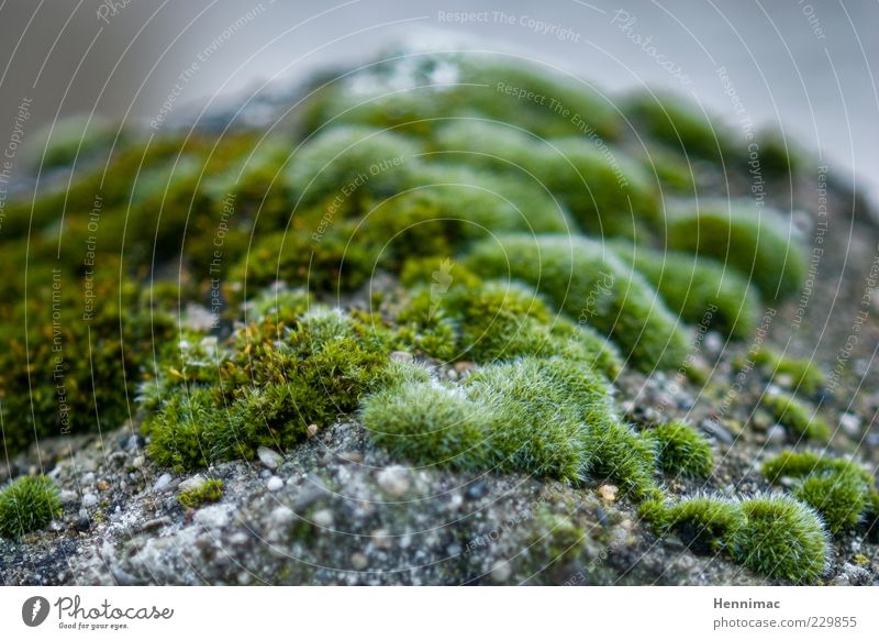 Microbial land. Fragrance Nature Plant Moss Foliage plant Wild plant Rock Stone Natural Gray Green Life Soft Blur Disperse Distribute Covered Living thing