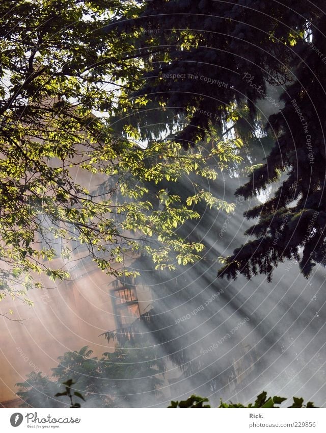 Wafts of mist. House (Residential Structure) Environment Nature Plant Elements Air Water Sun Sunlight Summer Tree Leaf Forest Deserted Detached house