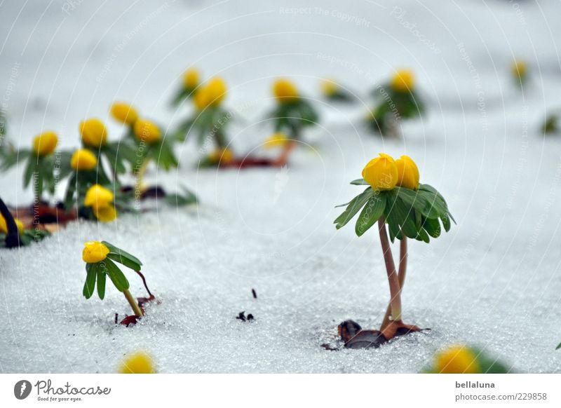 Girls, for you! Nature Plant Winter Ice Frost Snow Beautiful Spring flowering plant Eranthis hyemalis Colour photo Multicoloured Exterior shot Close-up Morning