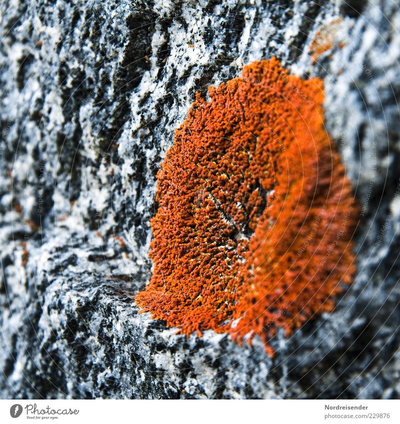 Animated Granite Nature Plant Climate Moss Stone Observe Discover Growth Esthetic Life Colour Pure Lichen Orange-red Blur Background picture Rock formation Hard