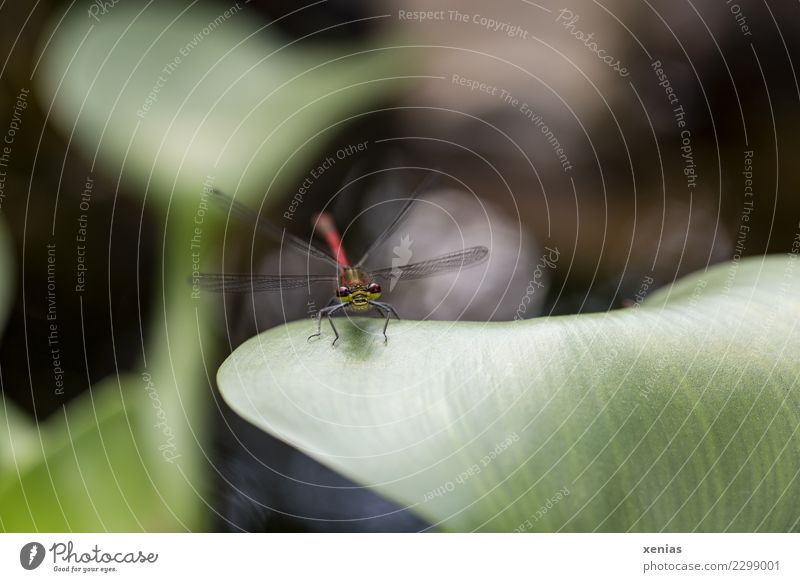 Red dragonfly on leaf of a water hyacinth at the pond in the garden Dragonfly Pond spring Summer flaked Aquatic plant Hyacinthus Animal Animal face Grand piano