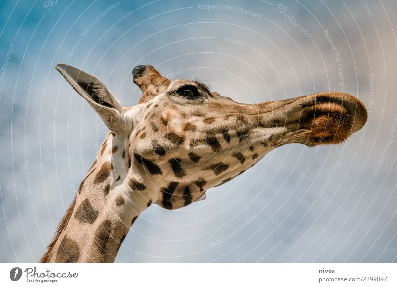 hansguckindieluft6 Environment Nature Landscape Plant Animal Beautiful weather Wild animal Animal face Zoo Giraffe 1 Observe Movement Discover To feed Looking