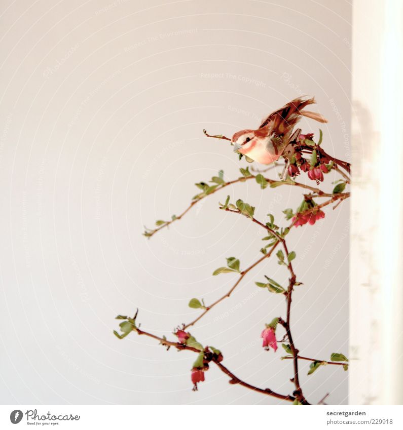 twitter. Living or residing Flat (apartment) Decoration Room Plant Spring Bushes Blossom Quince blossom Bird Fragrance Esthetic Cute Brown Green Red White