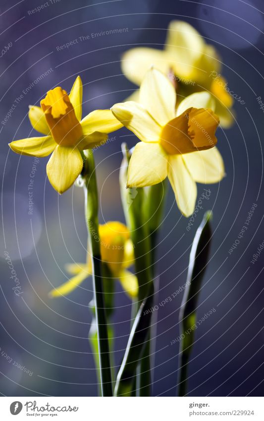 Ringing for Easter Plant Spring Flower Blossom Narcissus Yellow Green Blossoming Deploy X-rayed Wild daffodil Patch Bouquet Blossom leave Stalk Calyx Bud