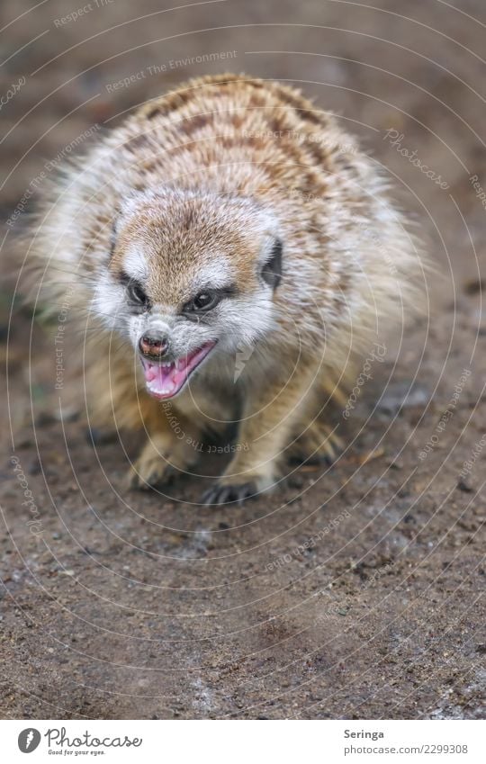 Meerkat weaves his teeth Animal Wild animal Animal face Pelt Claw Paw Animal tracks Zoo 1 To feed Colour photo Subdued colour Multicoloured Exterior shot Detail