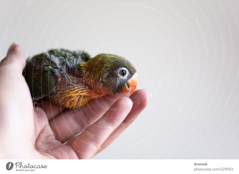 Baby green Animal Pet Bird Animal face Wing Beak Agapornis Parakeet Parrots Budgerigar Feather 1 Exotic Together Cute Brown Multicoloured Yellow Green Red Black