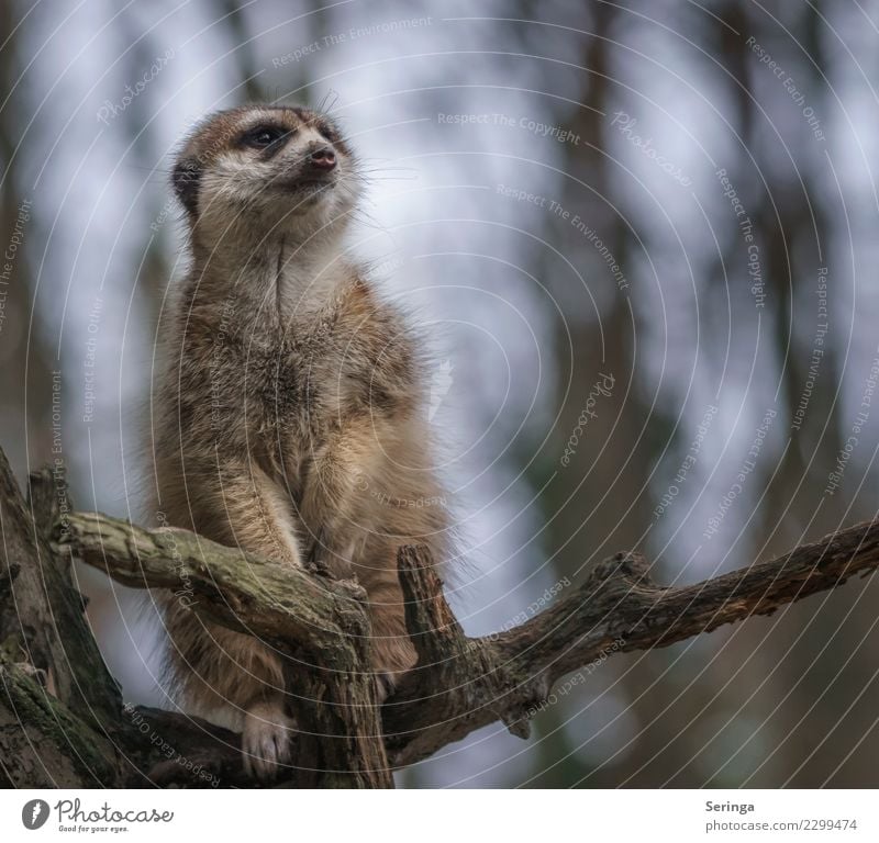 On the lookout Animal Wild animal Animal face Pelt Claw Paw Zoo 1 Looking Meerkat Colour photo Subdued colour Multicoloured Exterior shot Deserted