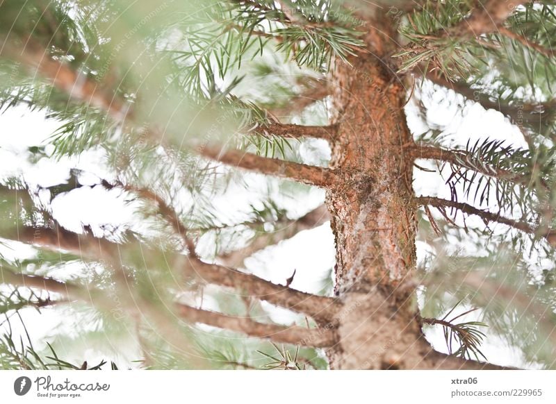 christmas tree after christmas Environment Nature Plant Tree Foliage plant Green Colour photo Tree trunk Tree bark Coniferous trees Fir branch Deserted Blur