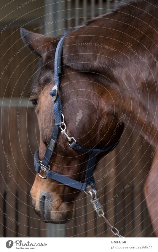 Where's my box going? Lifestyle Joy Happy Sports Equestrian sports Ride Animal Pet Farm animal Horse 1 Observe Looking Authentic Beautiful Contentment Power