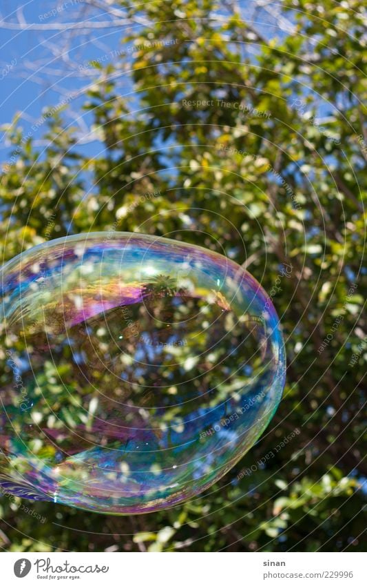 big bubble Tree Soap bubble Green Nature Water Glittering Smear Playing Happiness Sky Day Colour photo South Spain Art Reflection Blue Bubble Round Joy