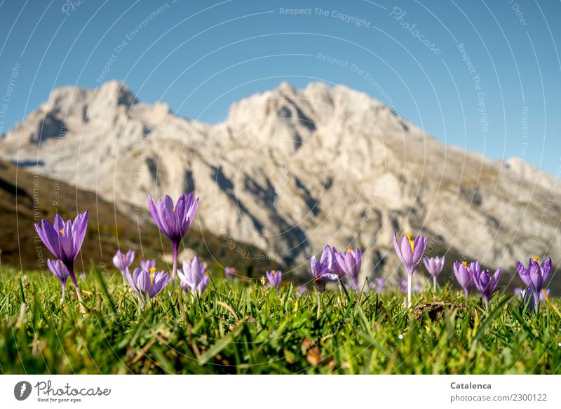 Crocus blooms in the foreground, behind it a mountain range Summer vacation Mountain Hiking Plant Cloudless sky Beautiful weather Flower Grass Blossom Meadow