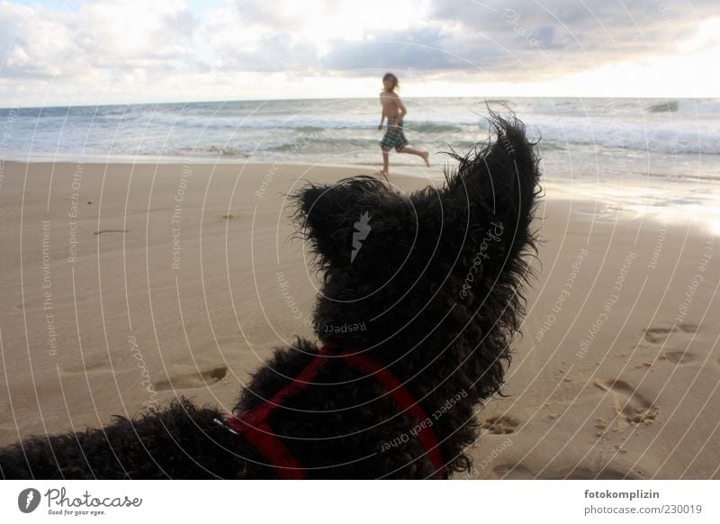 Child and dog by the sea Humans and animals Beach Movement Dog Friendship Love of animals Watchfulness Man with dog move vacation Pet Walk on the beach