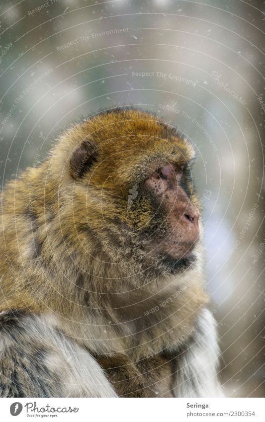 Unbelieving look Animal Wild animal Animal face Pelt Zoo 1 Looking Monkeys Colour photo Subdued colour Multicoloured Exterior shot Close-up Detail Deserted