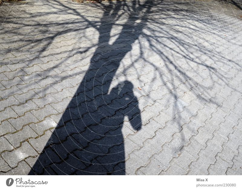 N Shadows Human being 1 Winter Tree Bright Silhouette Branch Photography Photographer Take a photo Colour photo Subdued colour Exterior shot Experimental Light