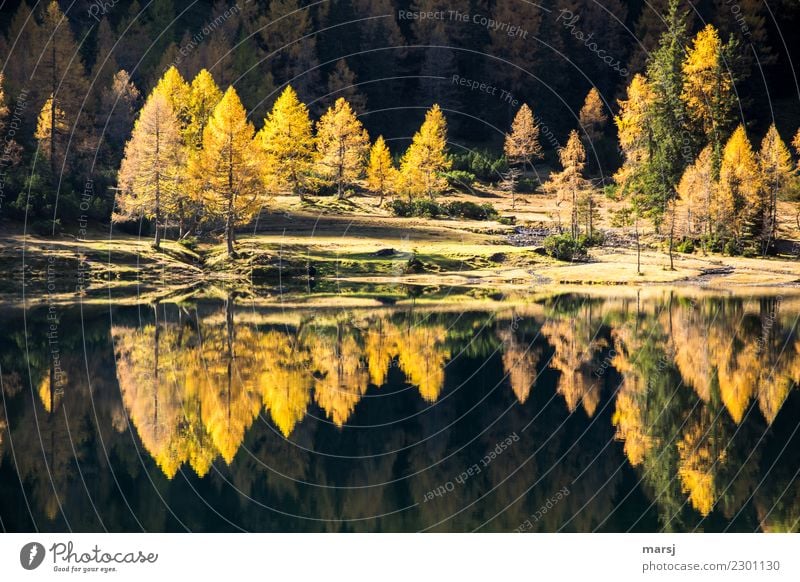 Double larch gold, all over the place. Mountain Hiking Autumn Plant Forest Lake Duisitz Lake Illuminate Exceptional Fantastic Gold Reflection Colour photo