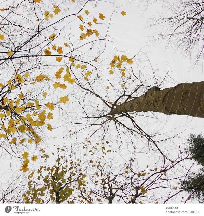 look up at the tree ... Environment Nature Landscape Sky Autumn Climate Climate change Weather Beautiful weather Tree Forest Wood Tree trunk Branch Leaf Treetop