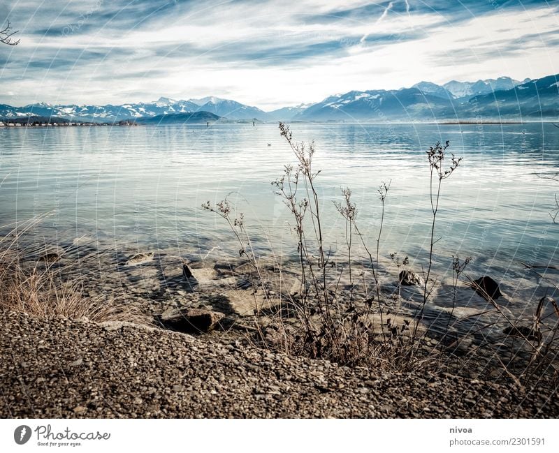 Lake Zurich Well-being Contentment Environment Nature Landscape Plant Animal Air Water Climate Beautiful weather Grass Bushes Mountain Peak Snowcapped peak