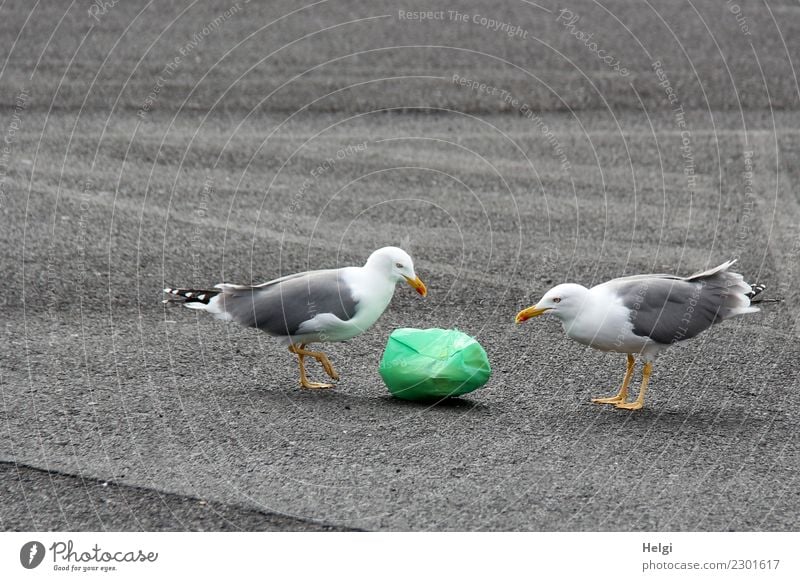 okay ... Environment Plant Animal Wild animal Bird Seagull 2 Trash Garbage bag Plastic Observe Lie Looking Stand Authentic Together Uniqueness Yellow Gray Green