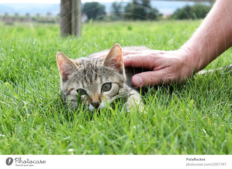 #S# Findus Cat Happy Kitten Hand Friendship Playing Kater Findus Domestic cat Beautiful Grass Green Tiger Soft Warmth Loyalty Garden Cute Striped Enthusiasm