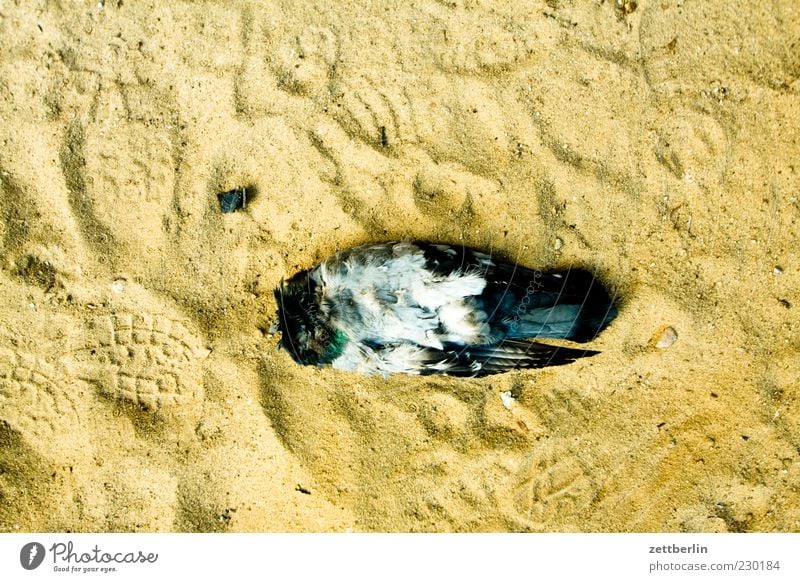 Pigeon (headless) Animal Dead animal 1 Sand Headless Lie Feather Wing Death cadaverous Colour photo Exterior shot Detail Macro (Extreme close-up) Deserted Day