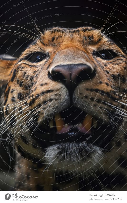 Extreme close up portrait of Persian leopard Nature Animal Wild animal Cat Animal face Zoo persian leopard Head Eyes Big cat 1 Snout stare wildlife Mammal