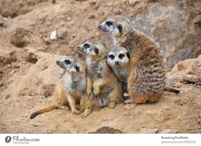 Close up portrait of meerkat family looking away Nature Animal Sand Rock Wild animal Animal face Zoo 4 Group of animals Baby animal Animal family Together
