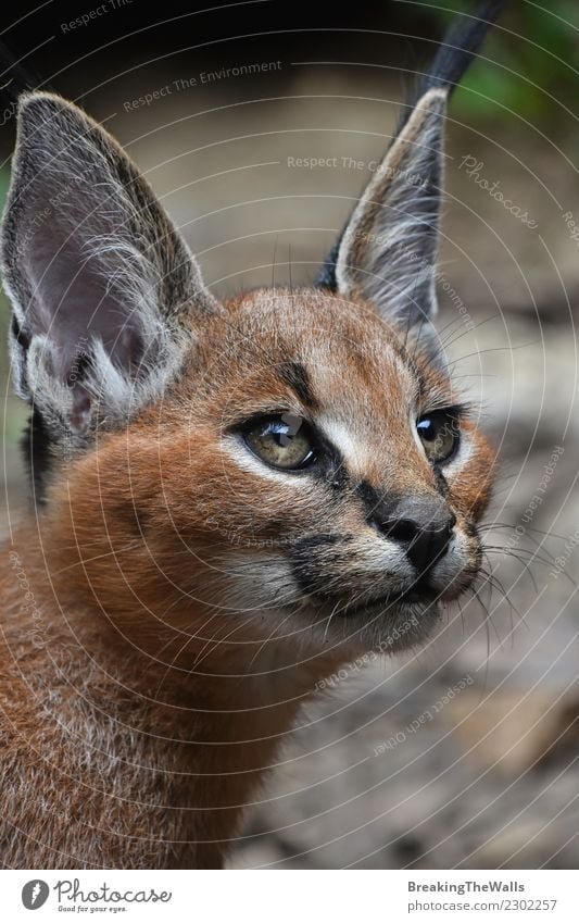 Close up portrait of baby caracal kitten Nature Animal Wild animal Animal face Cat Wild cat Head Eyes Ear 1 Observe Small Kitten Low angle Vantage point alerted