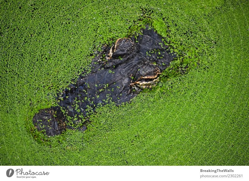 Close up portrait of alligator crocodile in green duckweed Nature Animal River Wild animal Animal face Zoo Alligator Head 1 Hideous Green Dangerous Colour