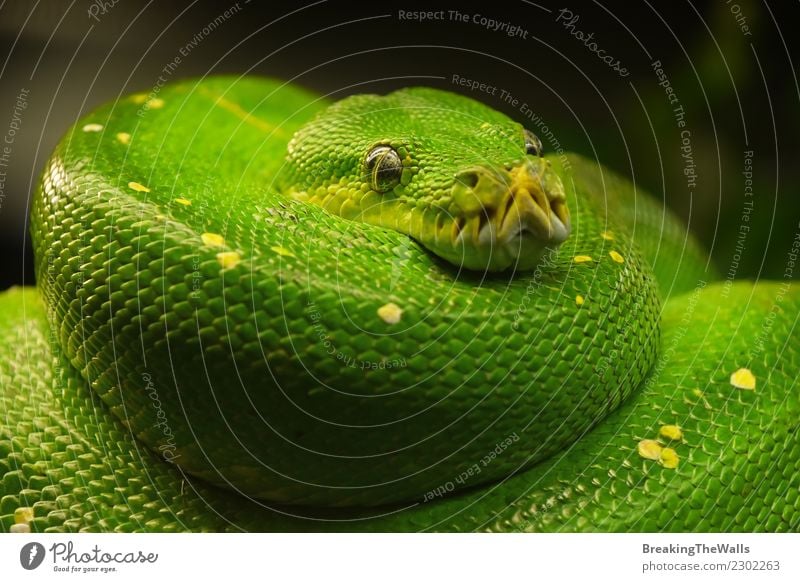 Close up portrait of beautiful Green tree python Nature Animal Wild animal Snake Zoo Green Tree Python Head Eyes Reptiles 1 Colour Morelia viridis Low angle