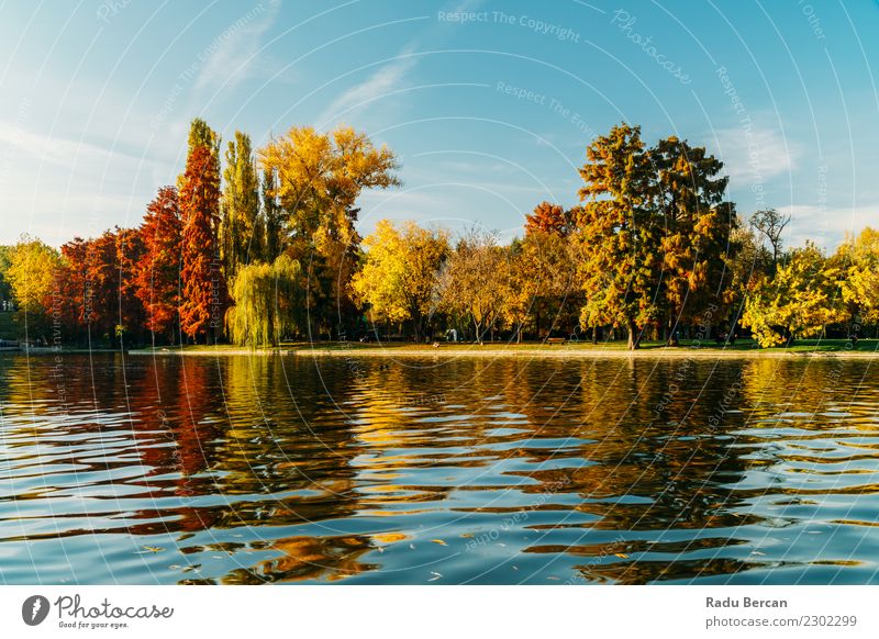 Autumn Season In Bucharest Park Landscape Environment Nature Water Sky Weather Beautiful weather Tree Grass Forest Pond Lake Natural Blue Multicoloured Yellow