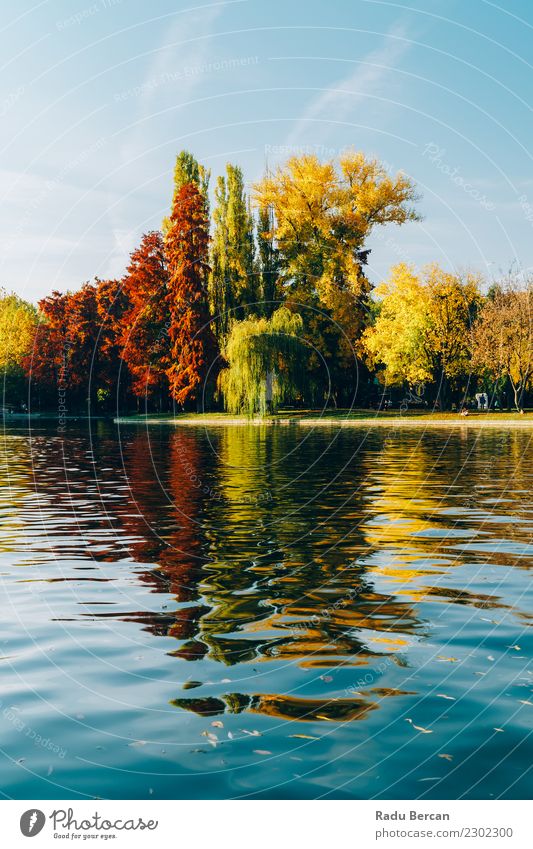 Autumn Season In Bucharest Park Landscape Environment Nature Plant Water Sky Weather Beautiful weather Tree Forest Pond Lake Natural Blue Multicoloured Yellow