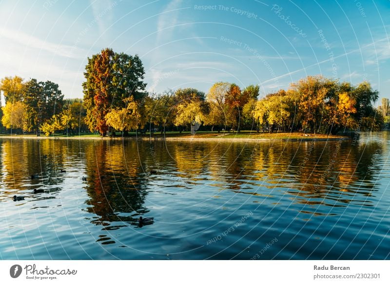 Autumn Season In Bucharest Park Landscape Environment Nature Water Sky Weather Tree Grass Forest Pond Lake Beautiful Natural Blue Multicoloured Yellow Green