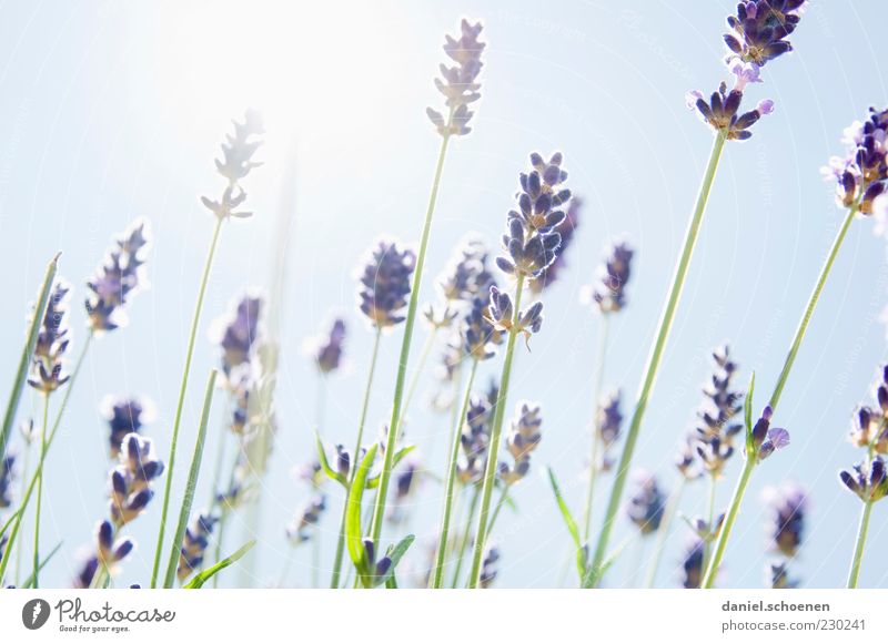 scented backlight Plant Sky Cloudless sky Sun Summer Beautiful weather Blue White Lavender Herbs and spices Light Sunlight Sunbeam Back-light Natural Deserted