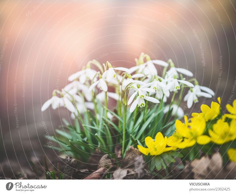 first snowdrops , spring nature Design Life Winter Garden Nature Plant Spring Beautiful weather Flower Park Background picture Snowdrop Colour photo