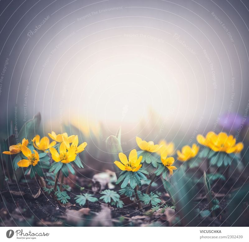 Small yellow flowers on foggy morning Lifestyle Design Summer Garden Nature Plant Spring Flower Leaf Blossom Park Forest Yellow Background picture
